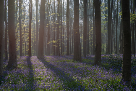 Blue bells