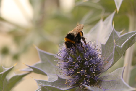 Hommel op blauwe zeedistel