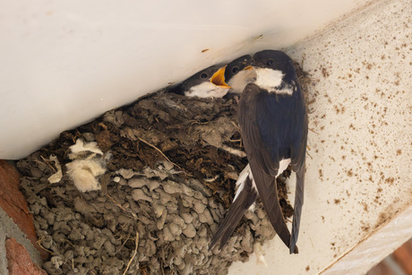 Voedertijd bij de familie Huiszwaluw
