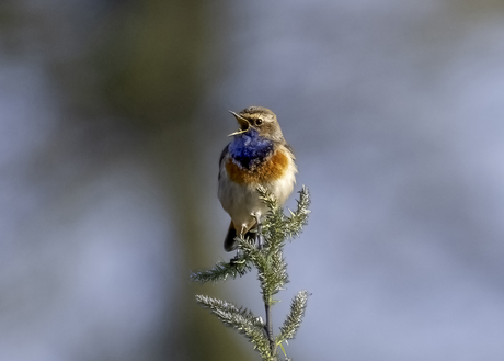 De kleine “blauwe”