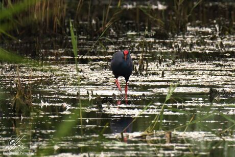 De purperkoet (Porphyrio porphyrio)