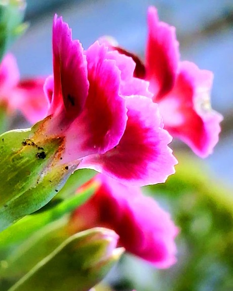 Pink flowers 