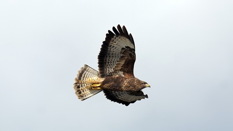 Nog een buizerd.