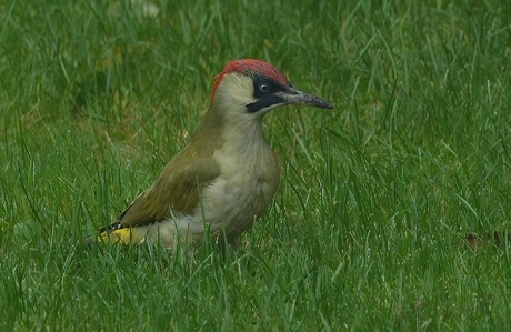 Groene specht