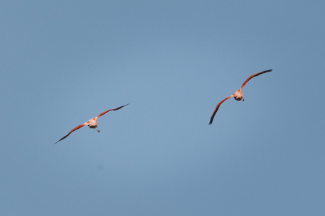 Twee Flamingo's in vlucht