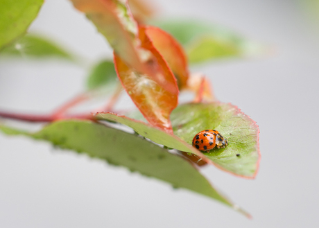 Lieveheersbeestje op blad