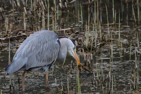 Reiger heeft geen succes