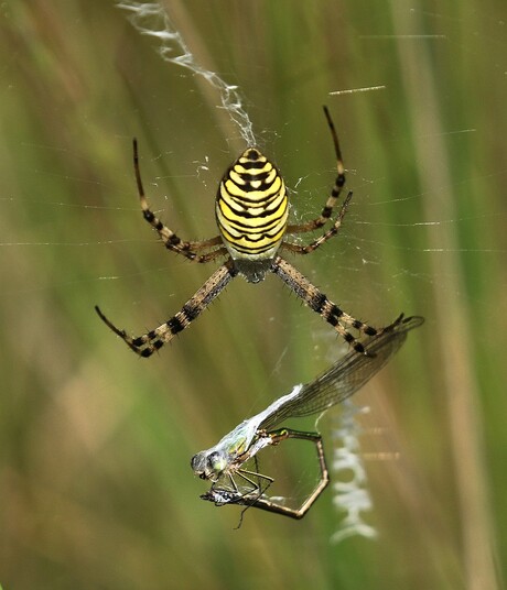 De Wespspin