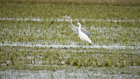 Keine zilver en blauwe reiger