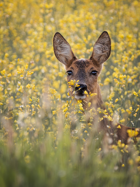 Reegeit in het koolzaad