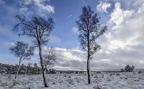 Besneeuwd Veluwe