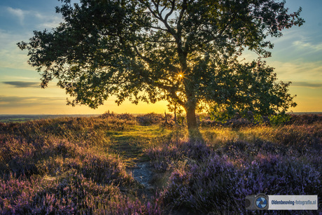 de zon veranderd de paarse heide in goud 