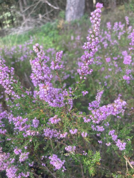 bloeiende Heide