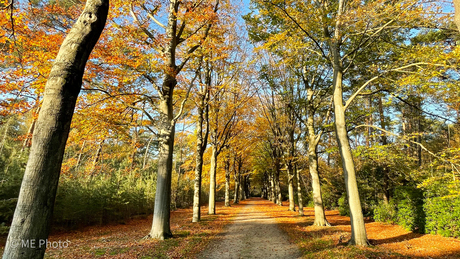 Herfstkleuren in t Moretusbos