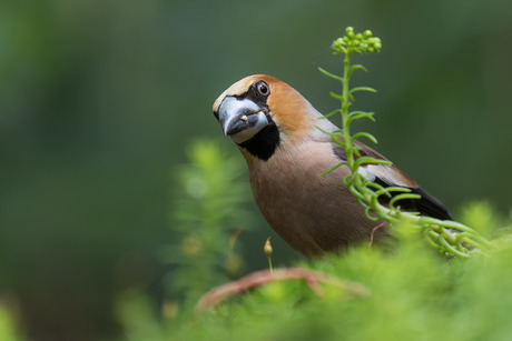 Appelvink