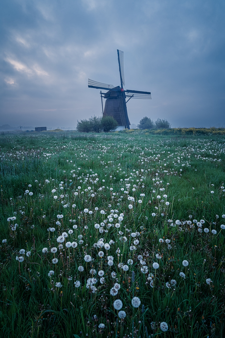 De paardenbloemen veld