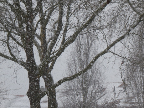 De derde dag sneeuw 5