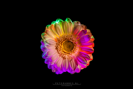 Met licht ingekleurde gerbera 2