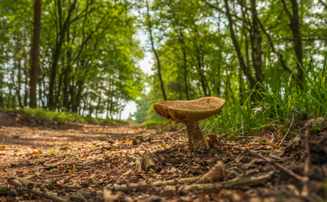 "Zomer en Herfst kondigt zich aan"
