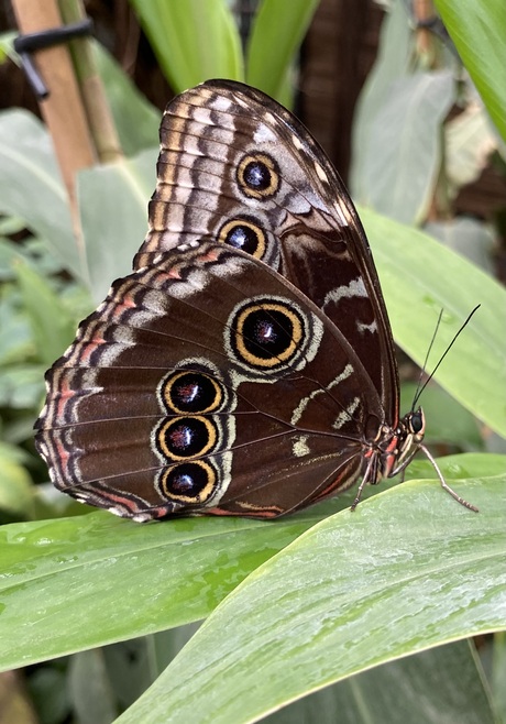 Morpho Menelaus (Blue Morpho)