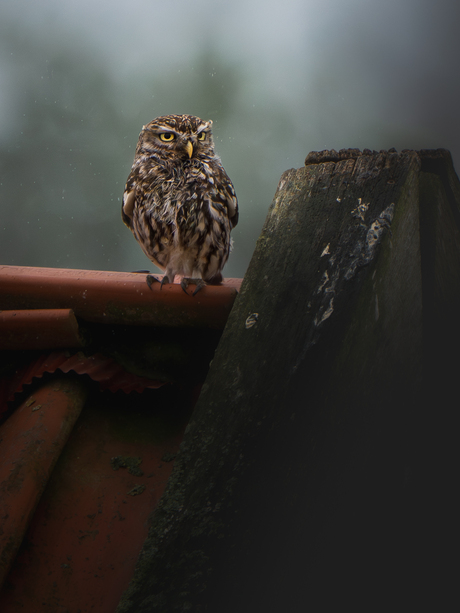 Steenuiltje in de regen