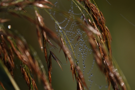 Riet met spinneweb