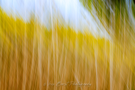 Mellow yellow ICM