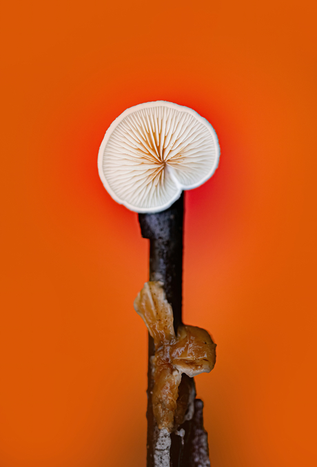 Paddenstoelen