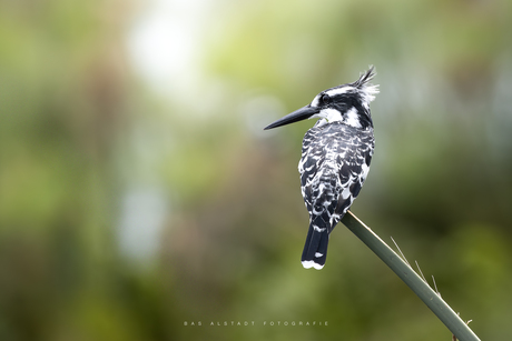 Bonte ijsvogel 