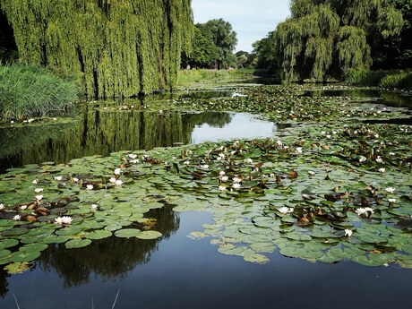 Waterlelies Park Oosterhout