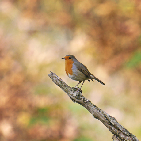 Roodborst