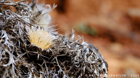 Niet echt een warm nest