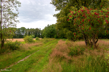 Gasterse duinen.