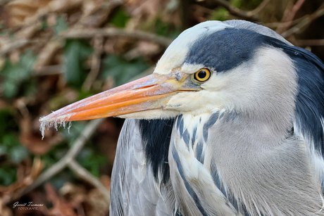 Close-up Blauwe reiger