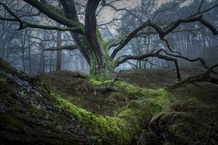 Trees in the mist! - Na deze mooie dagen mooie platen aan overgehouden! - foto door Gervanduyn op 31-12-2024 - deze foto bevat: mist, boom, nikon corporation, nikon z 6, nikkor z 24-120mm f/4 s, iso 100, diafragma ƒ/11, sluitertijd 1s, brandpuntafstand 24mm, tak, natuurlijke omgeving, natuur, blad, hout, vegetatie, natuurlijk landschap, atmosferisch fenomeen, woud, ecoregio