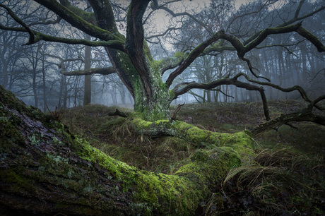 Trees in the mist!