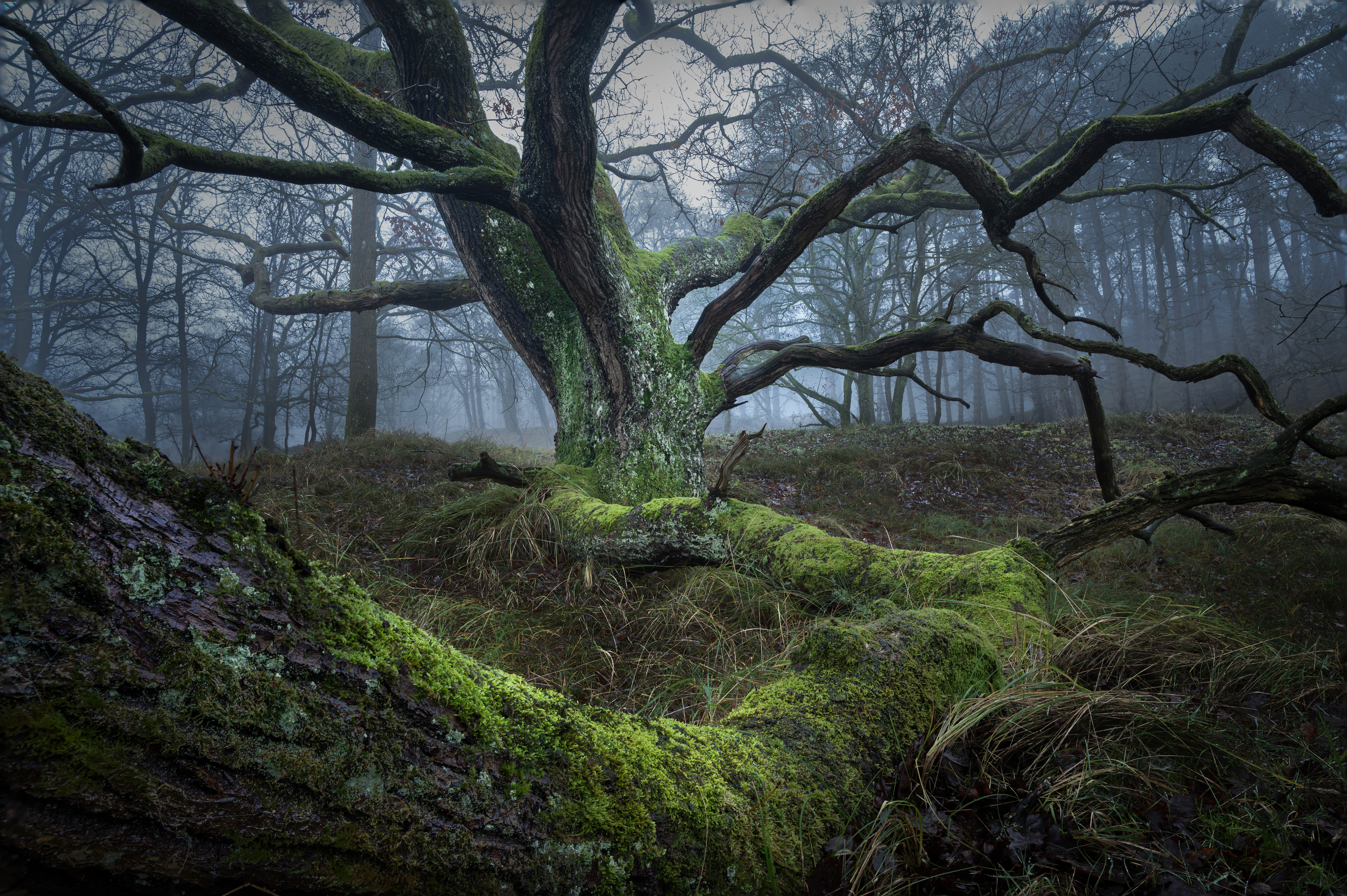 Trees in the mist! - Na deze mooie dagen mooie platen aan overgehouden! - foto door Gervanduyn op 31-12-2024 - deze foto bevat: mist, boom, nikon corporation, nikon z 6, nikkor z 24-120mm f/4 s, iso 100, diafragma ƒ/11, sluitertijd 1s, brandpuntafstand 24mm, tak, natuurlijke omgeving, natuur, blad, hout, vegetatie, natuurlijk landschap, atmosferisch fenomeen, woud, ecoregio