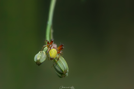 Spinnetje 