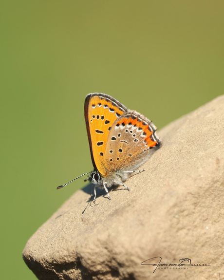 Blauwe vuurvlinder