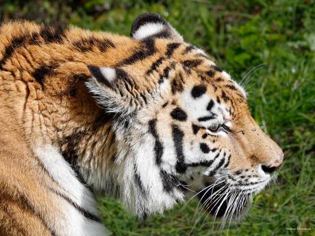 Close up tijger