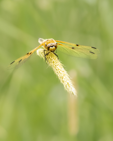 Libelle