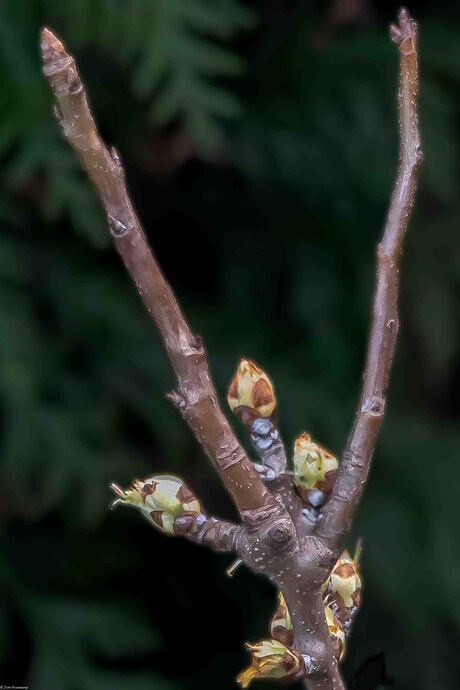 Ons eigen perenboompje..