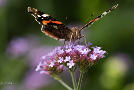 In de tuin,