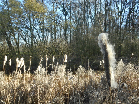 Riet