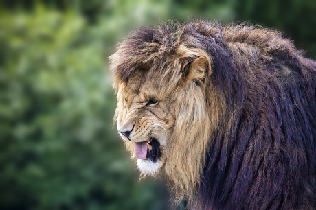 Africaanse leeuw