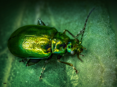 groen zuringhaantje