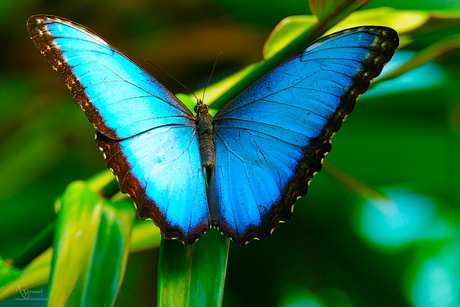  Blauwe Morpho-vlinder 