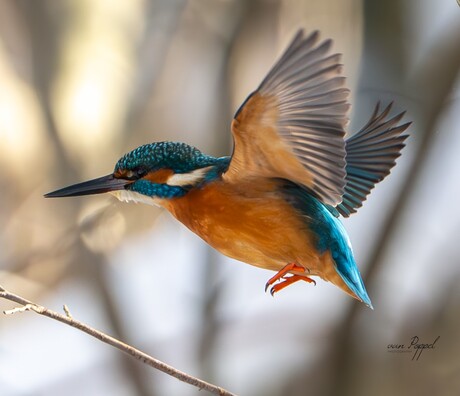 Ijsvogel in vlucht