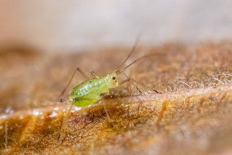 Boterbloemluis ( Aulacorthum solani )