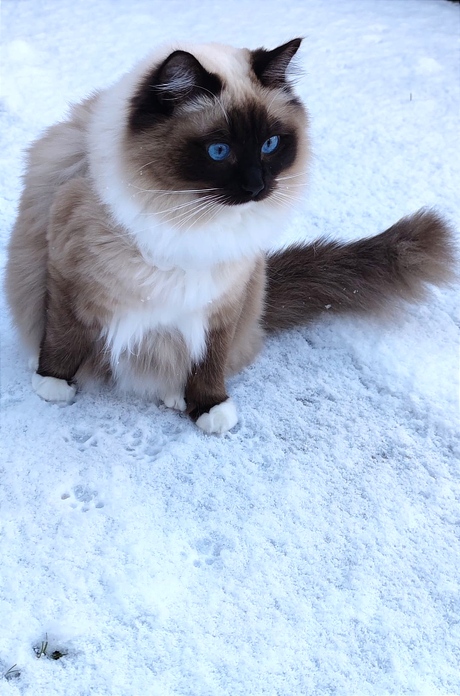 Mika the Snowcat 